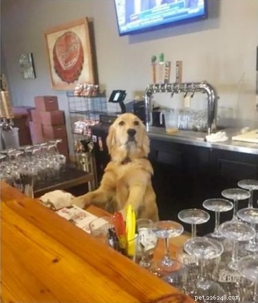 17 Adorable Pet Memes Guaranteed to Brighten Your Day