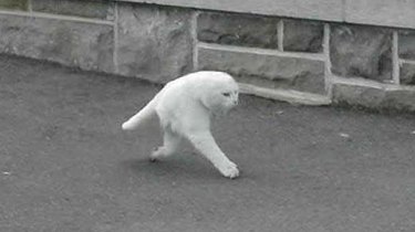 20 Hilarious Pet Photo Fails That Will Keep You Laughing