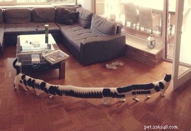 20 Hilarious Pet Photo Fails That Will Keep You Laughing