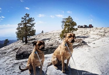 20 Hilarious Pet Photo Fails That Will Keep You Laughing