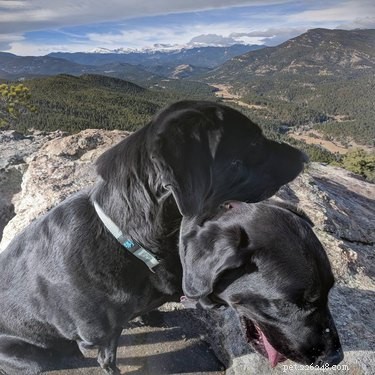 20 Hilarious Pet Photo Fails That Will Keep You Laughing