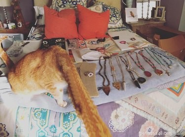 20 Hilarious Pet Photo Fails That Will Keep You Laughing