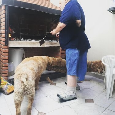 20 Hilarious Pet Photo Fails That Will Keep You Laughing