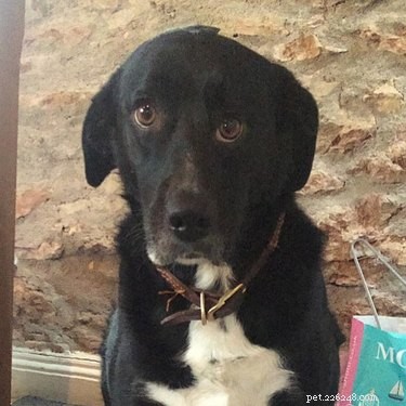 20 Hilarious Pet Photo Fails That Will Keep You Laughing