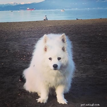20 Hilarious Pet Photo Fails That Will Keep You Laughing