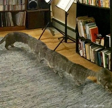 20 Hilarious Pet Photo Fails That Will Keep You Laughing