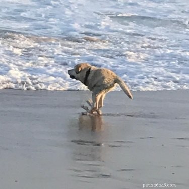 20 Hilarious Pet Photo Fails That Will Keep You Laughing