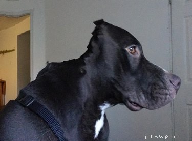 20 Hilarious Pet Photo Fails That Will Keep You Laughing