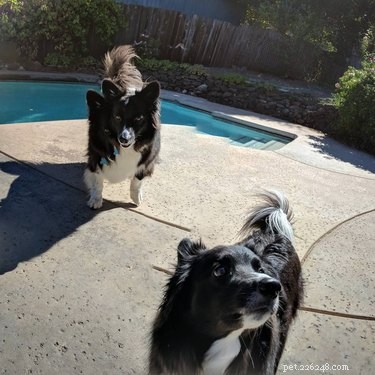 20 Hilarious Pet Photo Fails That Will Keep You Laughing