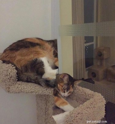 20 Hilarious Pet Photo Fails That Will Keep You Laughing