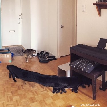 20 Hilarious Pet Photo Fails That Will Keep You Laughing