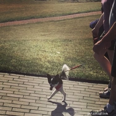20 Hilarious Pet Photo Fails That Will Keep You Laughing