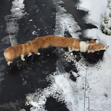20 Hilarious Pet Photo Fails That Will Keep You Laughing