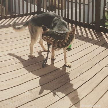 20 Hilarious Pet Photo Fails That Will Keep You Laughing