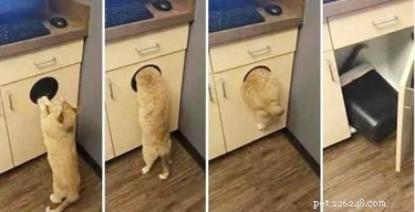 18 Pet Memes That Bring Joy & Laughter