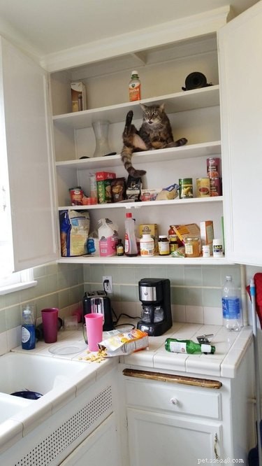 18 Pet Memes That Bring Joy & Laughter