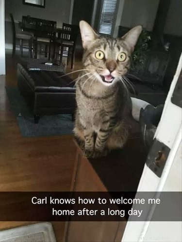 18 Pet Memes That Bring Joy & Laughter