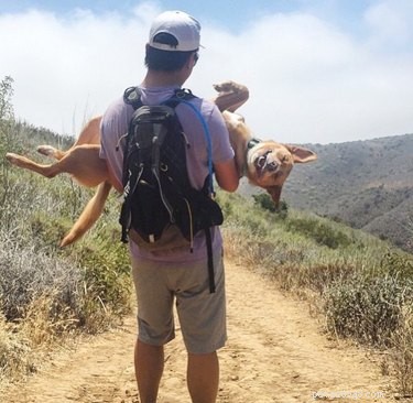 18 Pet Memes That Bring Joy & Laughter