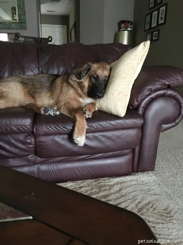18 Pet Memes That Bring Joy & Laughter