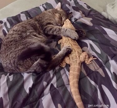 18 Pet Memes That Bring Joy & Laughter
