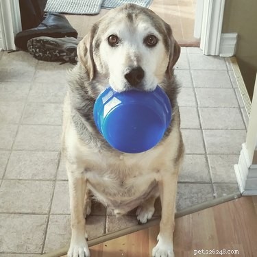 18 Pet Memes That Bring Joy & Laughter