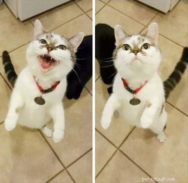 18 Pet Memes That Bring Joy & Laughter