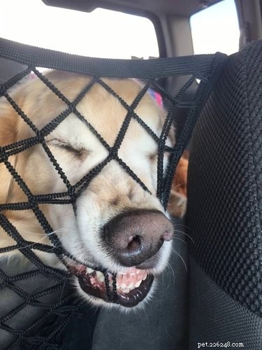 18 Pet Memes That Bring Joy & Laughter