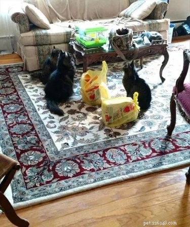 18 Pet Memes That Bring Joy & Laughter