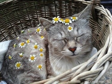 18 Adorable Animals Decked Out in Spring Fashion