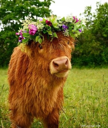 18 Adorable Animals Decked Out in Spring Fashion