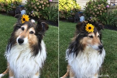 18 Adorable Animals Decked Out in Spring Fashion