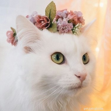 18 Adorable Animals Decked Out in Spring Fashion