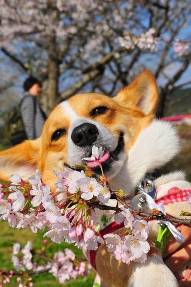 18 Adorable Animals Decked Out in Spring Fashion