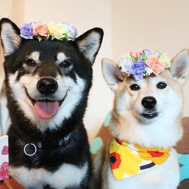 18 Adorable Animals Decked Out in Spring Fashion