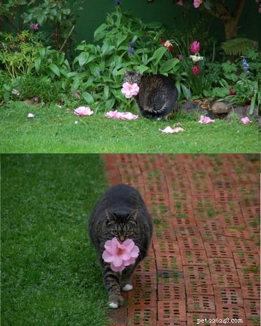 18 Adorable Animals Decked Out in Spring Fashion