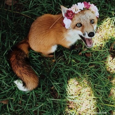 18 Adorable Animals Decked Out in Spring Fashion