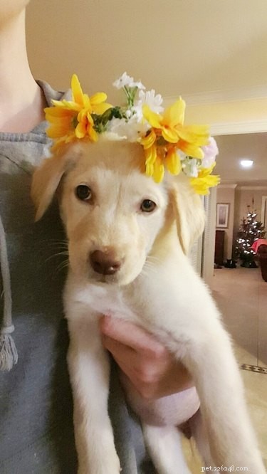 18 Adorable Animals Decked Out in Spring Fashion