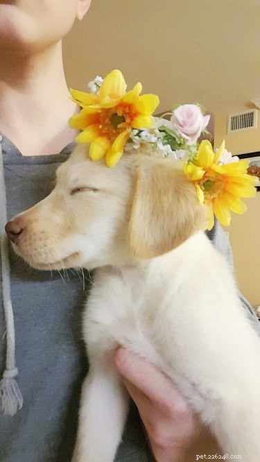 18 Adorable Animals Decked Out in Spring Fashion