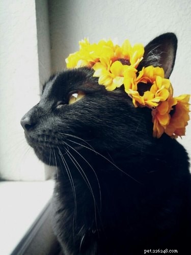 18 Adorable Animals Decked Out in Spring Fashion