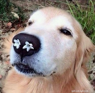 18 Adorable Animals Decked Out in Spring Fashion