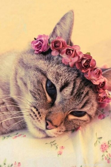 18 Adorable Animals Decked Out in Spring Fashion