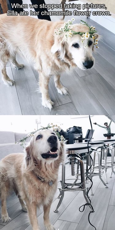 18 Adorable Animals Decked Out in Spring Fashion