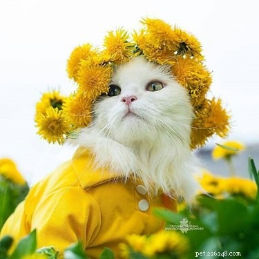 18 Adorable Animals Decked Out in Spring Fashion