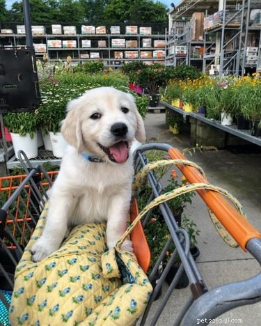 19 Hilarious Pet Photos That Will Melt Your Heart