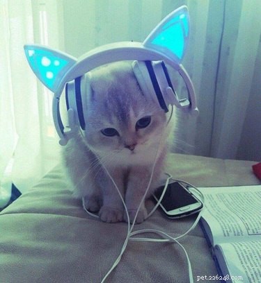 19 Hilarious Pet Photos That Will Melt Your Heart