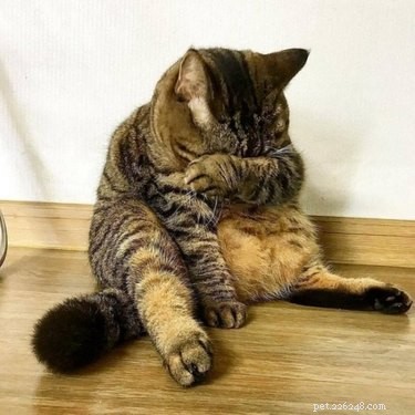 19 Hilarious Pet Photos That Will Melt Your Heart