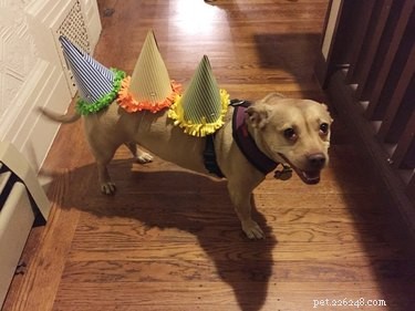 19 Hilarious Pet Photos That Will Melt Your Heart