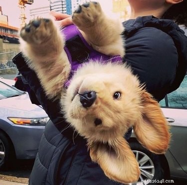 19 Hilarious Pet Photos That Will Melt Your Heart