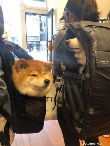 19 Hilarious Pet Photos That Will Melt Your Heart