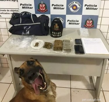 19 Hilarious Pet Photos That Will Melt Your Heart